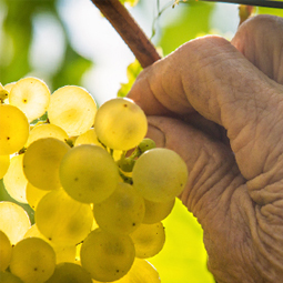 Au fil des saisons Au fil des saisons
