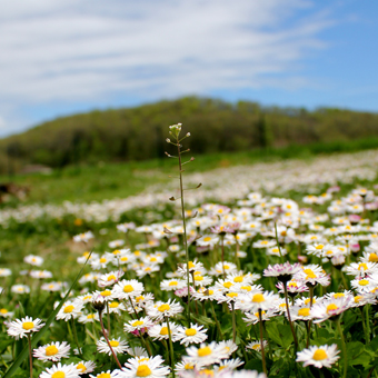 Au fil des saisons